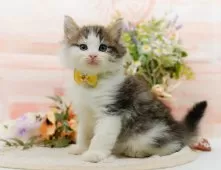 ノルウェージャンフォレストキャット【神奈川県・女の子・2025年9月5日・ブラウンタビー&ホワイト】の写真9「🐱複数頭見学🐱大歓迎🎉一度の見学で他のネコちゃんたちも見れます💕」