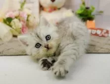 ミヌエット(長足)【神奈川県・男の子・2025年11月16日・シルバータビー】の写真9「ママさん猫が遊んでいるキャットランも完備🥎」