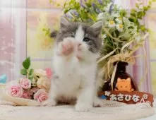 ノルウェージャンフォレストキャット【神奈川県・男の子・2025年7月6日・ブルータビー&ホワイト】の写真9「🐱複数頭見学🐱大歓迎🎉一度の見学で他のネコちゃんたちも見れます💕」