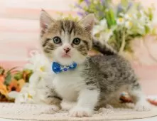マンチカン(短足)【神奈川県・男の子・2025年8月6日・ブラウンタビー&ホワイト】の写真10「🐱複数頭見学🐱大歓迎🎉一度の見学で他のネコちゃんたちも見れます💕」