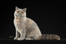 ブリティッシュショートヘア【・女の子・2024年4月17日・ブルークリーム】