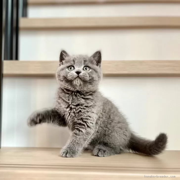 ID：2505-02930の子猫