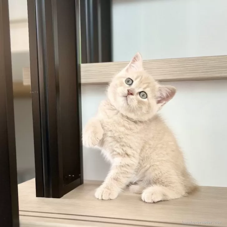 ミースケ 様のお迎えした子猫