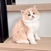 ブリティッシュショートヘア