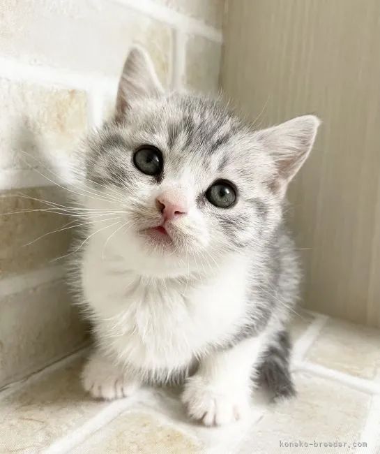 ID：2201-01856の子猫