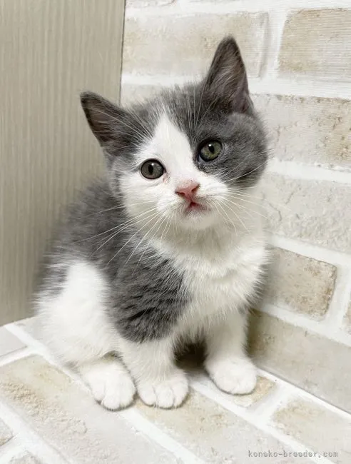 ID:2201-01772の子猫