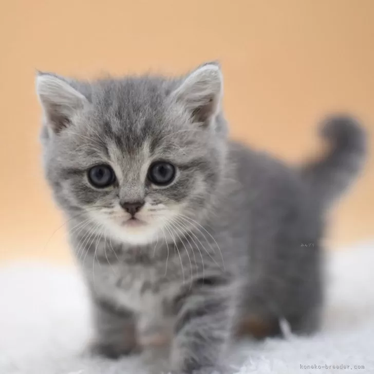 ID：2409-00299の子猫