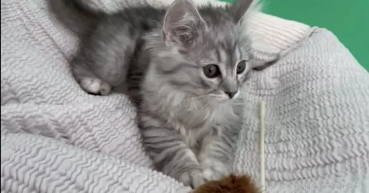 ID：2204-01491の子猫