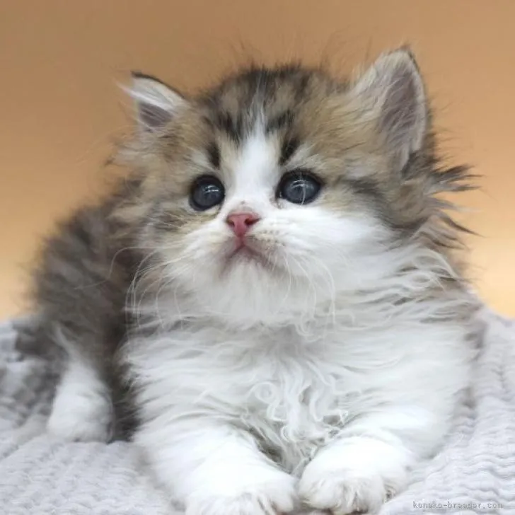 ID:2302-01557の子猫