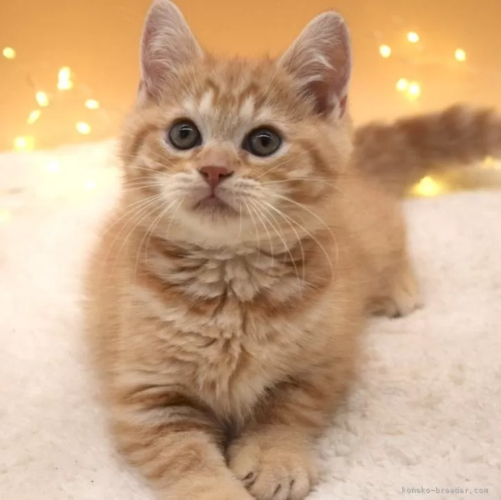 ID:2311-02226の子猫