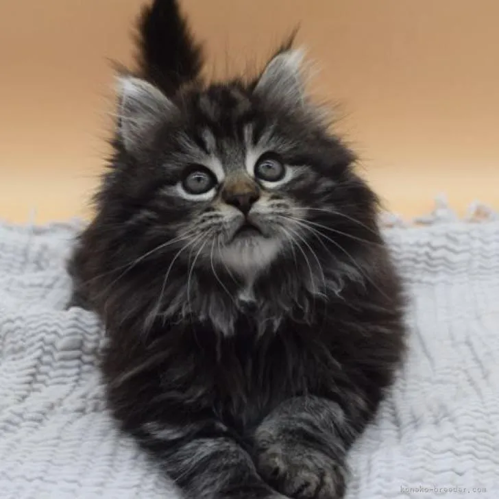 ID：2212-02577の子猫