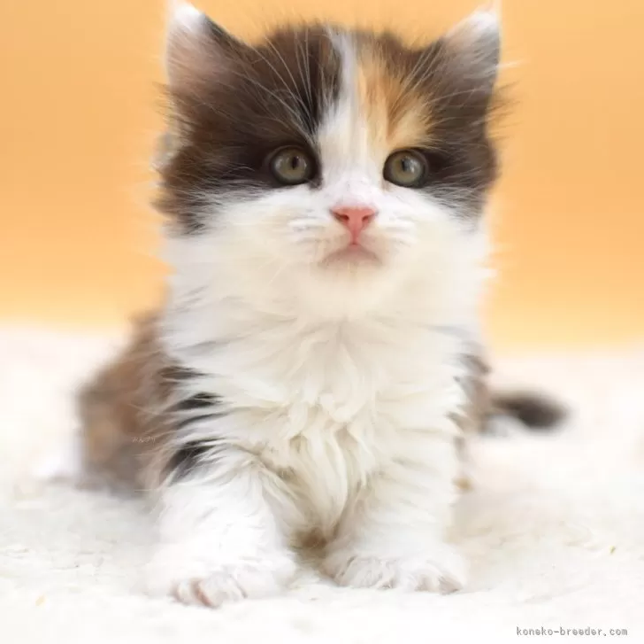 ID:2404-03081の子猫
