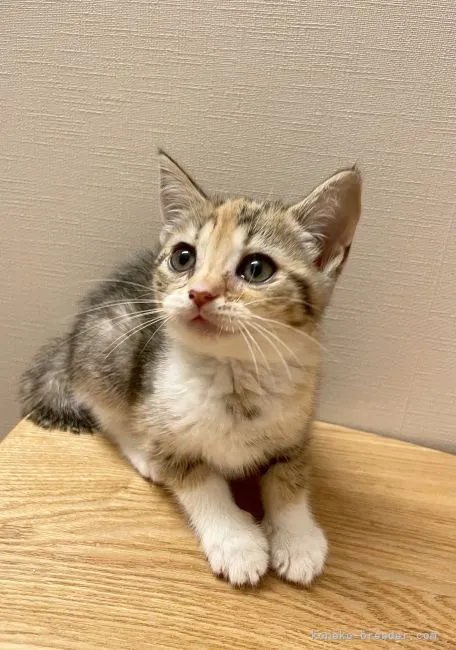 ID:2108-02316の子猫
