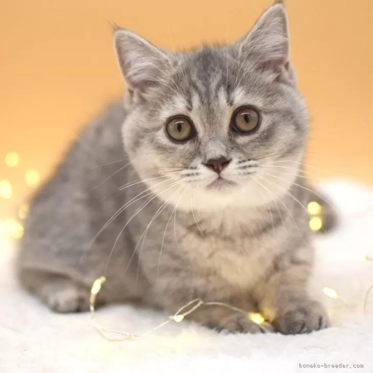 ID：2311-02222の子猫