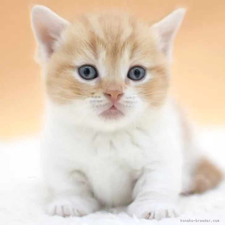 ID：2411-01331の子猫