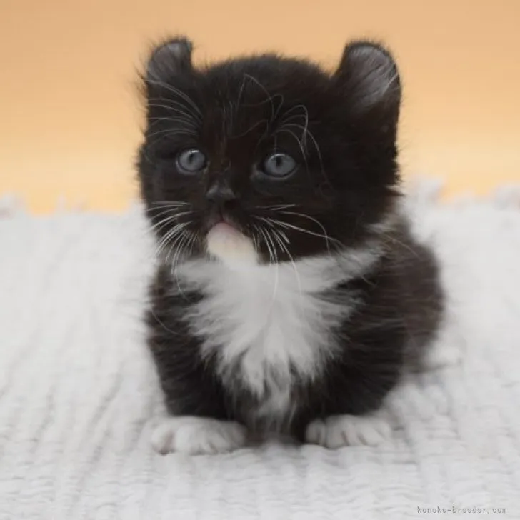 ID：2305-00066の子猫