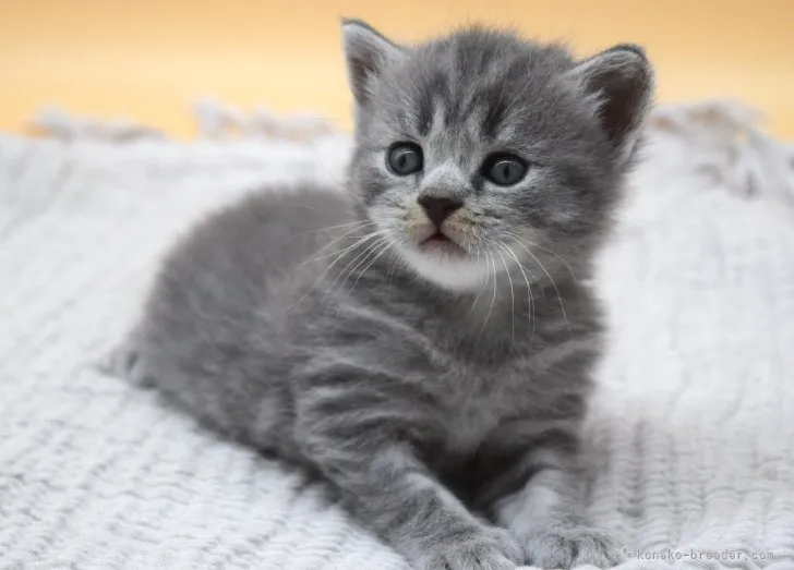 ID：2306-02430の子猫