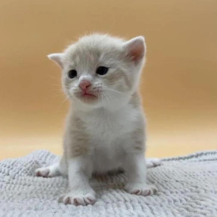 ID:2209-01973の子猫