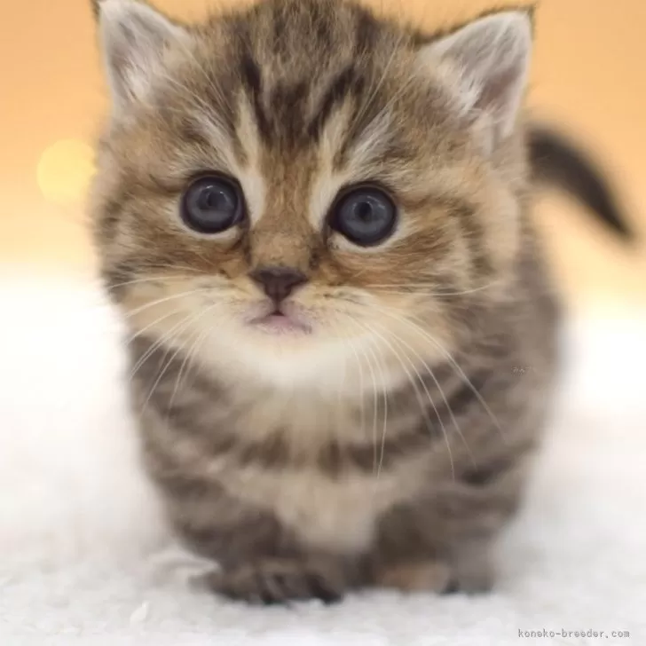 ID:2403-00939の子猫