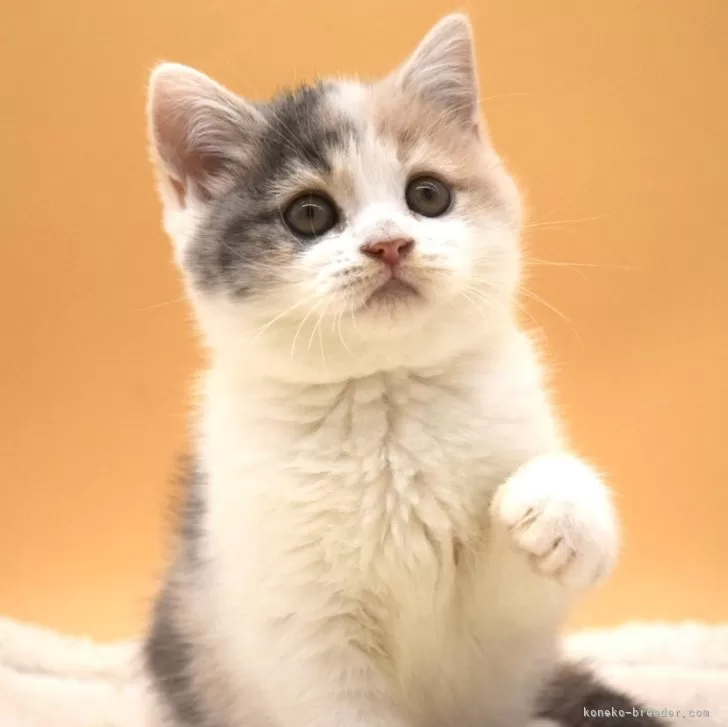 ID:2312-01785の子猫