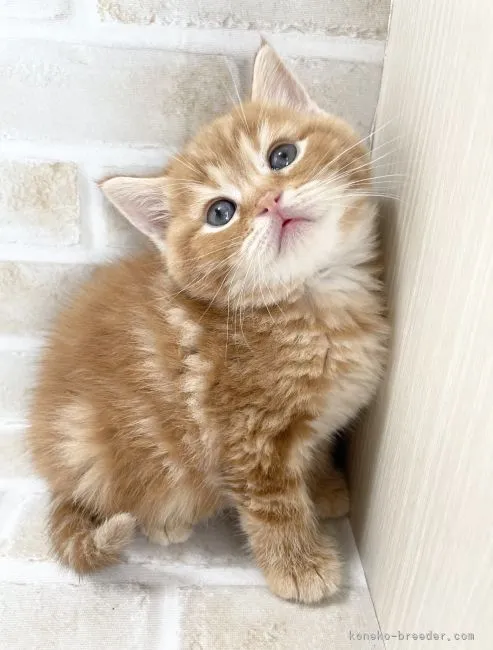 ID:2202-01088の子猫