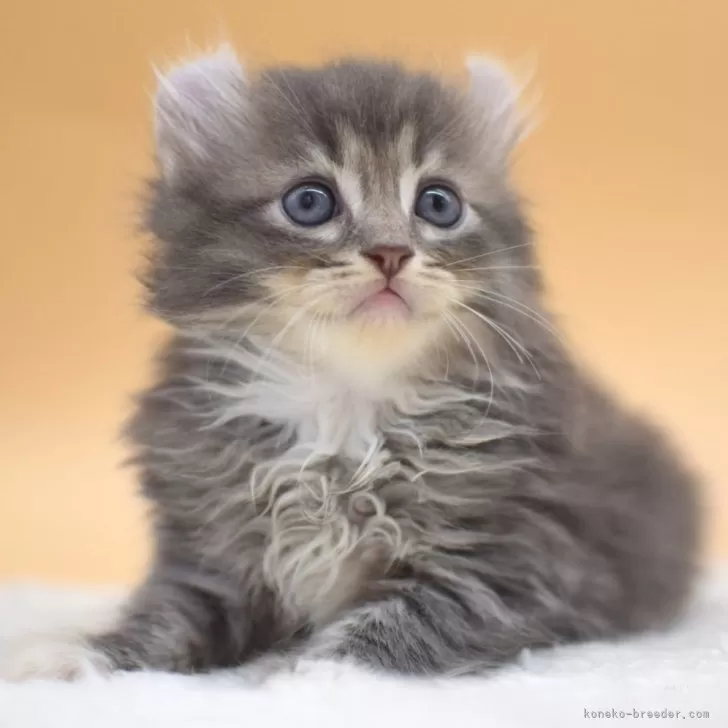 ID：2406-02078の子猫