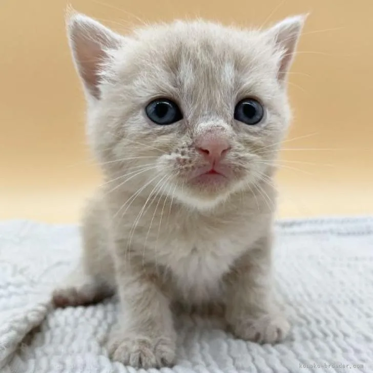 ID:2209-01975の子猫