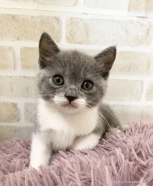 ゆりみゆ 様のお迎えした子猫