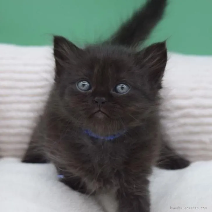 ID:2207-00597の子猫