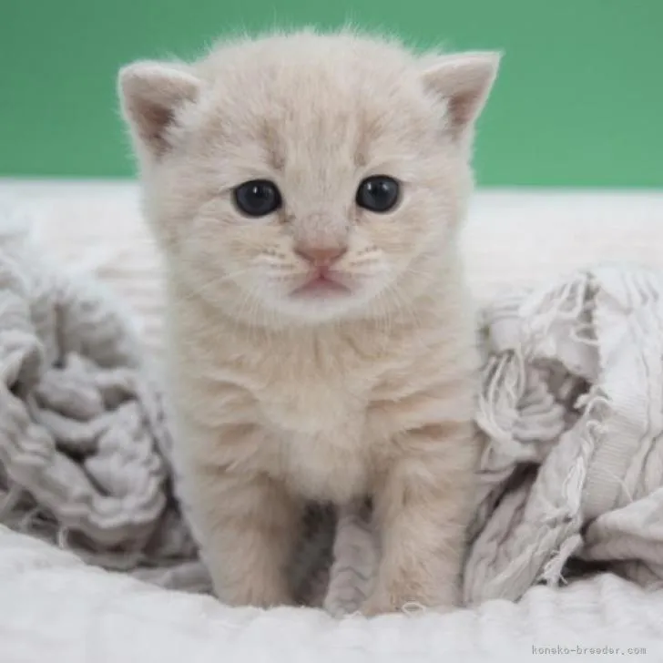 K.I 様のお迎えした子猫