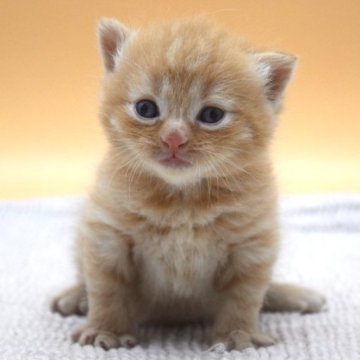 ブリティッシュショートヘア【栃木県・男の子・2023年8月7日・レッドタビー】の写真「人馴れした男の子です✨」