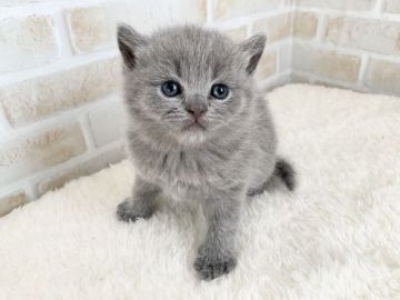 ブリティッシュショートヘア【栃木県・男の子・2020年11月1日・ブルー】の写真「コロコロした体がとても可愛いです❤️」