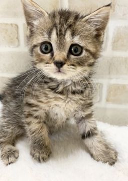 マンチカン(長足)【栃木県・女の子・2021年3月5日・ブラウンマッカレルタビー】の写真「母猫大好きな甘えん坊❤️」