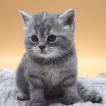 ブリティッシュショートヘア【栃木県・男の子・2023年5月21日・ブルータビー】の写真「まんまる顔の男の子♡」