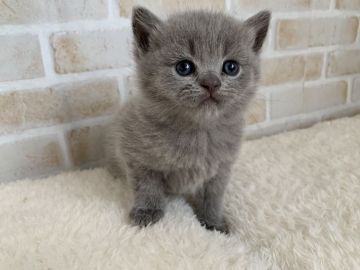 ブリティッシュショートヘア【栃木県・男の子・2020年11月1日・ブルー】の写真「好奇心旺盛な男の子！」