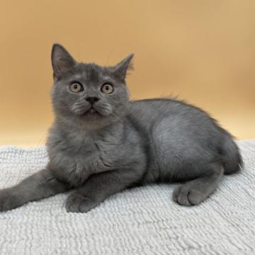 ブリティッシュショートヘア【栃木県・女の子・2022年7月12日・ブルー】の写真「穏やかな性格の女の子♡」