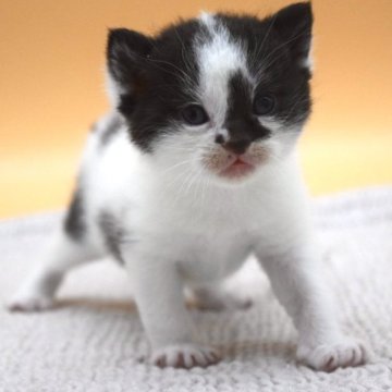 ブリティッシュショートヘア【栃木県・女の子・2023年8月7日・ブラック&ホワイト】の写真「❤️」