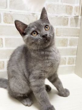 ブリティッシュショートヘア【栃木県・男の子・2021年3月21日・ブルー】の写真「甘えん坊な男の子🐈」