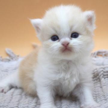 ブリティッシュショートヘア【栃木県・男の子・2022年11月5日・クリームホワイト】の写真「生後56日までのご予約でワクチン代サービス✨」