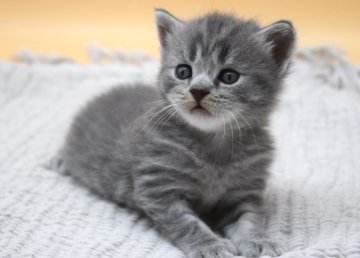 ブリティッシュショートヘア【栃木県・女の子・2023年5月21日・ブルータビー】の写真「とっても遊ぶのが大好きな男の子♡」