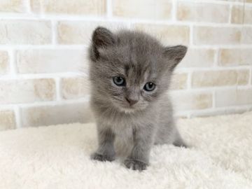 ブリティッシュショートヘア【栃木県・男の子・2020年11月1日・ブルー】の写真「穏やかな性格です😸」