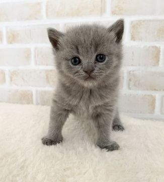 ブリティッシュショートヘア【栃木県・男の子・2020年11月1日・ブルー】の写真「コロコロした体がとても可愛い💕」