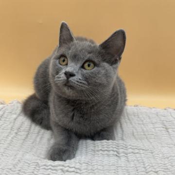 ブリティッシュショートヘア【栃木県・女の子・2022年6月20日・ブルー】の写真「兄妹唯一の女の子♡」