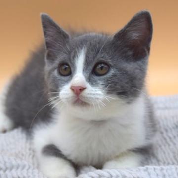 ブリティッシュショートヘア【栃木県・男の子・2022年6月20日・ブルーホワイト】の写真「優しい顔立ちです！」