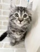 サイベリアン【栃木県・女の子・2021年8月2日・ブラックスモークタビー】の写真1