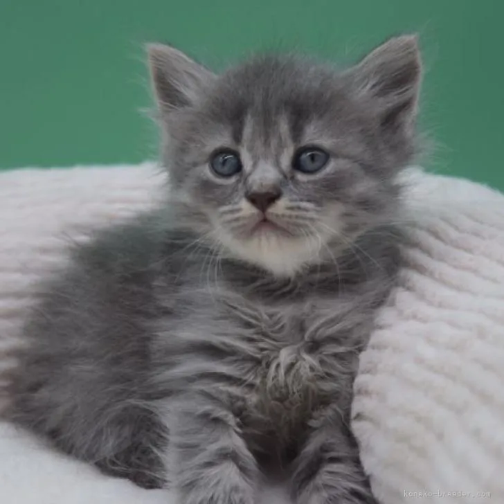 ID:2207-00610の子猫
