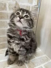 サイベリアン【栃木県・女の子・2021年8月2日・ブラックスモークタビー】の写真2