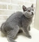 ブリティッシュショートヘア【栃木県・男の子・2021年3月21日・ブルー】の写真2