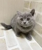 ブリティッシュショートヘア【栃木県・男の子・2021年7月31日・ブルー】の写真3