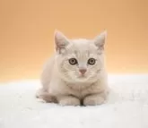 マンチカン(長足)【栃木県・男の子・2024年7月7日・クリームタビー】の写真4